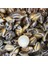 Cyprea Caputserpentis Kiloluk Deniz Kabuğu - Kesik (100 Gr) 1