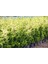 ALTUNİ LEYLANDİ 5 ADET- SARI RENKLİ ÇİT BİTKİSİ 100-150 cm 5