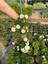 Beyaz Renk Çalı Minesi Çiçeği 20-40CM 1 Adet Saksılı (Lantana Camara) 1