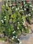 Beyaz Renk Çalı Minesi Çiçeği 20-40CM 1 Adet Saksılı (Lantana Camara) 2