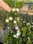 Beyaz Renk Çalı Minesi Çiçeği 20-40CM 1 Adet Saksılı (Lantana Camara) 3