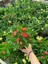Kırmızı Renk Milli Dikenler Tacı Çiçeği 1 Adet Saksılı (Euphorbia Milii) 3