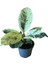 Ficus Elastica 'shivereana' (Kauçuk) 1