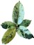 Ficus Elastica 'shivereana' (Kauçuk) 2
