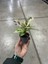 Ficus Elastica 'shivereana' (Kauçuk) 3