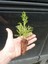 Mini Potta Leylandi Fidanı (10 25 Cm) 20 Adet Viyolde Min Boy Cupressus Leylandii 2