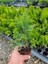 Cupressus Leylandii 40 Adet Leylandi Çam Ağacı Fidanı 10-25CM Dış Mekan Çit Bitkisi 2