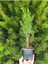 En Favori Dekorasyon Bitkisi Leylandi 10 Adet (15-25CM) Tüplü Cupressus 2