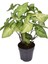Dekoratif Canlı Melek Kanadı Çiçeği 1 Adet Saksılı 20-40CM (Syngonium) 3