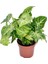 Dolgun Formlu Dekoratif Melek Kanadı Çiçeği 20-40CM 1 Adet Saksılı Syngonium 3