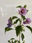Hatmi Çiçeği Ağaç Fidanı 1 Adet Saksılı 40-60CM (Althaea Officinalis) 2