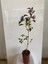 Hatmi Çiçeği Ağaç Fidanı 1 Adet Saksılı 40-60CM (Althaea Officinalis) 3