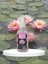 100ml Lotus Çiçeği Kolonyası 2