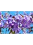 Pavlonya Ağacı Fidanı - Paulownia Tementosa 30-50 cm 2