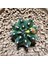 Gymnocalycium 5,5 cm Özel Tür Kaktüs 1