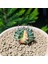 Gymnocalycium 5,5 cm Özel Tür Kaktüs 2