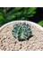 Gymnocalycium 5,5 cm Özel Tür Kaktüs 3