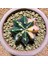 Gymnocalycium 5,5 cm Özel Tür Kaktüs 1