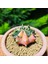 Gymnocalycium 5,5 cm Özel Tür Kaktüs 2