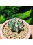 Gymnocalycium 5,5 cm Özel Tür Kaktüs 3