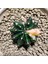 Gymnocalycium 5,5 cm Özel Tür Kaktüs 1
