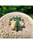 Gymnocalycium 5,5 cm Özel Tür Kaktüs 2
