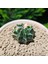Gymnocalycium 5,5 cm Özel Tür Kaktüs 3