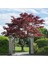 Kırmızı Yapraklı Japon Akçaağaç Acer Palmatum Atropurpureum 5 Ade 2