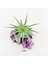 Ionantha Pup Mineral Stand - Yavru Hava Bitkisi Aranjman Air Plant 3