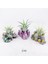 Ionantha Pup Mineral Stand - Yavru Hava Bitkisi Aranjman Air Plant 4