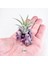 Ionantha Pup Mineral Stand - Yavru Hava Bitkisi Aranjman Air Plant 5