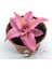 Cryptanthus Bivittatus Pink Star (5.5 cm Saksıda) Bromeliad 1