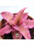 Cryptanthus Bivittatus Pink Star (5.5 cm Saksıda) Bromeliad 3