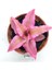 Cryptanthus Bivittatus Pink Star (5.5 cm Saksıda) Bromeliad 4
