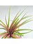 Tillandsia Rainforest Red (M) Özel Nadir Tür Hava Bitkisi Air Plant 4