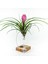 Cyanea Grounded Stand - Tillandsia Aranjman Pink Quill Hava Bitkisi Çiçeği 1