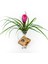 Cyanea Grounded Stand - Tillandsia Aranjman Pink Quill Hava Bitkisi Çiçeği 2