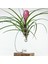 Cyanea Grounded Stand - Tillandsia Aranjman Pink Quill Hava Bitkisi Çiçeği 3