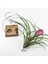 Cyanea Grounded Stand - Tillandsia Aranjman Pink Quill Hava Bitkisi Çiçeği 4