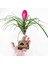 Cyanea Grounded Stand - Tillandsia Aranjman Pink Quill Hava Bitkisi Çiçeği 5