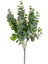 Yapay Okaliptus Mor-Yeşil 30 Cm. 1