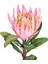 Yapay Protea Çiçeği Pembe 60 Cm. 2