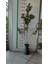 FIRÇA ÇALISI- Kırmızı (Callistemon Laevis)Boy 1,5m 1