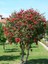 FIRÇA ÇALISI- Kırmızı (Callistemon Laevis)Boy 1,5m 2