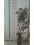 Parlak Yapraklı Kartopu(YAĞLI KARTOPU) – Viburnum Lucidum // 100 - 130 Cm Çit Bitkisi 1