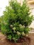 Parlak Yapraklı Kartopu(YAĞLI KARTOPU) – Viburnum Lucidum // 100 - 130 Cm Çit Bitkisi 2