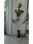 Saksıda Fırça Çalısı Fidanı 130/170 cm 2