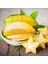 20 Lt Saksıda Meyve Verir Durumda Carambola (Yıldız Meyvesi) Fidanı 1