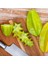 20 Lt Saksıda Meyve Verir Durumda Carambola (Yıldız Meyvesi) Fidanı 2