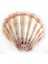 Lyropecten Polıshed 6 Inç Unpaır Turuncu 1